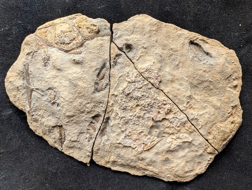 Trilobit damesella paronai - damesella,