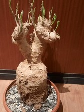 Adansonia digitata XXL GROß