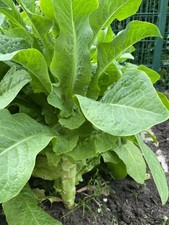 Spargelsalat, chinesischer grüner Spargel Salatkohl, 50 Samen, Balkon + Freiland