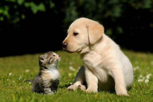 Hund und katze postkarten - katze, postkarten-set
