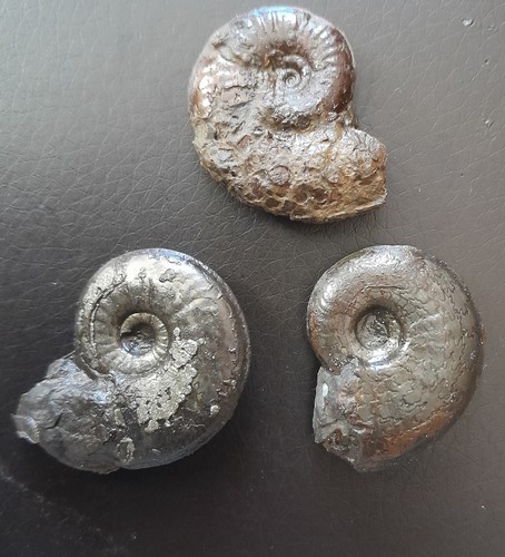 Kleine sammlung dorsetensien - kleine,