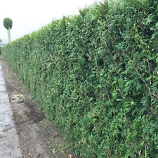  Lebensbaum Thuja plicata Gelderland immergrüne Heckenpflanze 30-40 cm im Topf