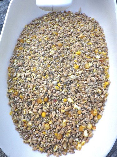 Hühnerfutter legehennen - hühnerfutter,