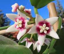 Hoya stargazer blühfähige