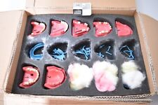 Go-Dent Schaumodell  , Dental, Zahntechnik  ED8149