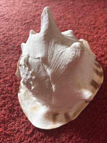 Muschel schnecke cassis - schnecke,