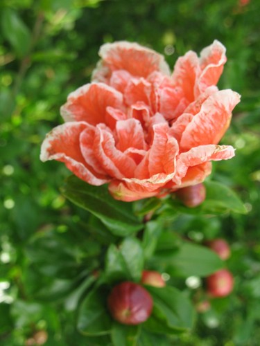 Pflanze granatapfel punica - pflanze,