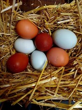 🥚10 Hühner Bruteier Araucana, Grünleger, Bovans, Marans, Sperber bunter Mix 🐔