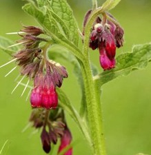 Rote Garten Beinwell -