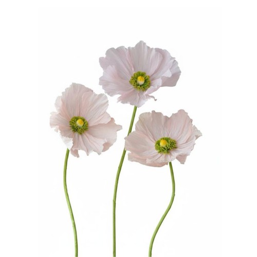 Große papierblume - große,