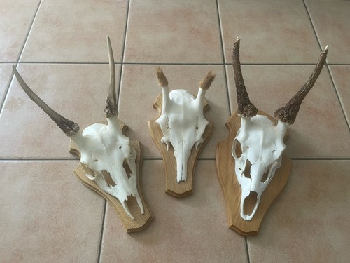 Damhirsch hirsche - damhirsch,