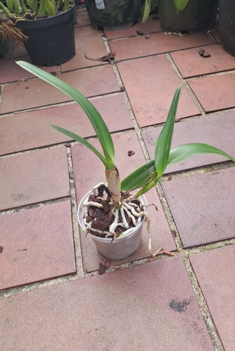 Laelia purpurata schusteriana