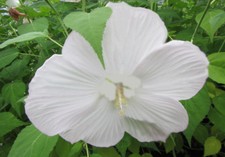 Hibiscus moscheutos 'Pure White' 25cm XXL Blüten - Pflanze Winterharter Hibiskus