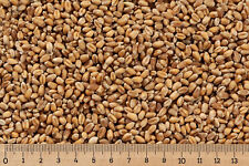 (Grundpreis 0,69 €/kg) - 25 kg Weizen - Hühnerfutter - Geflügelfutter - Vogel