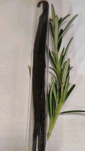 Vanillestangen glas 2 - glas,
