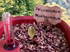 Seltener Philodendron