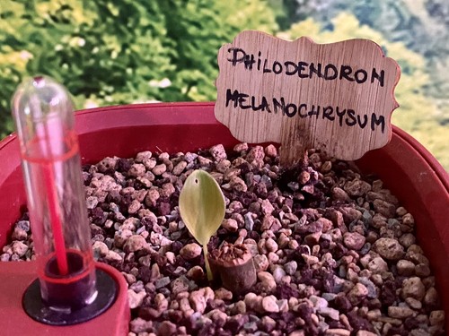 Seltener philodendron - seltener,