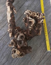 2 XL Treibholz Schwemmholz