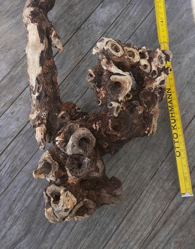 Treibholz schwemmholz - xl,