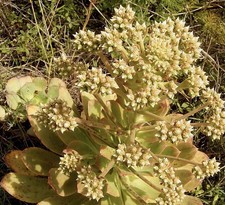 Aeonium ciliatum 25 Samen
