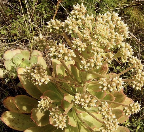 Aeonium ciliatum samen - ciliatum,