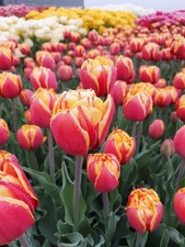 Gefüllte Tulpe Givenchy Gr. 11/12 Gelb-Rot (10 Stück)