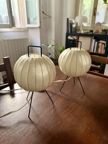 Goldkant seltenes paar cocoon - seltenes,