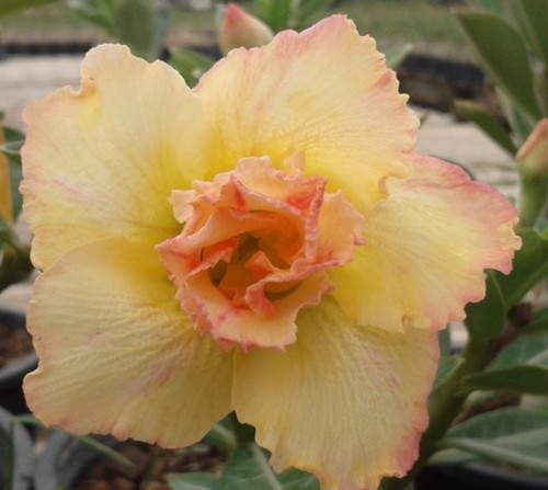 Wüstenrose adenium obesum - -,