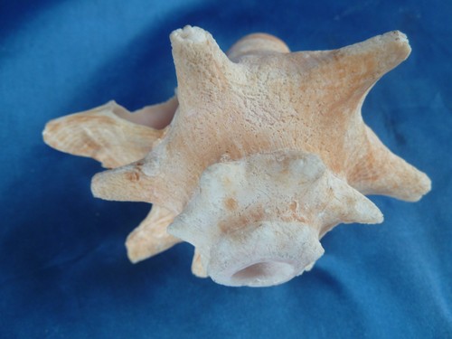 Kleines muschelhorn signalhorn - kleines,