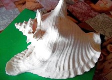 R !!! GARTEN - MUSCHEL - 14cm