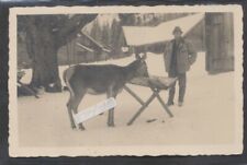 Damwild  Hirsch beim Fressen  im Winter alte Fotokarte Jurischek Salzburg