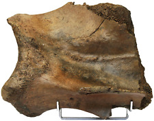 Mammut Knochen Kopf oder Schulter 33 x 23 x 20 cm Fossil 3230 g Pleistozän.