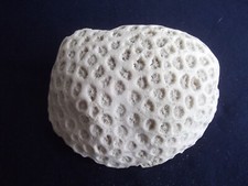 echte Koralle Meereskoralle