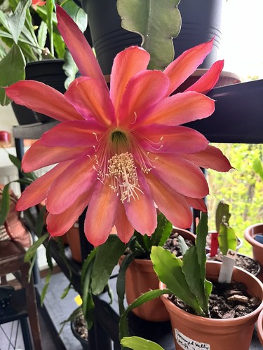 Epiphyllum blattkaktus tequila - epiphyllum,