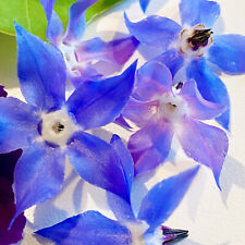 Borretsch Samen 100+ | Gurkenkraut | Bienenweide | Essbare blaue Blüten | Kraut