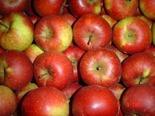 Ingrid15 Marieäpfel