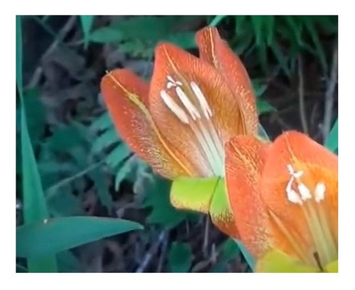 Gladiolus dalenii gladiole - 5x,