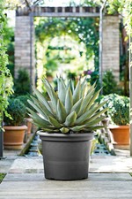 Blumentopf 20 cm Ø rund