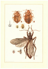 Bettwanze Cimex lectularius Wanze Heteroptera  Insekten Farbdruck 1956