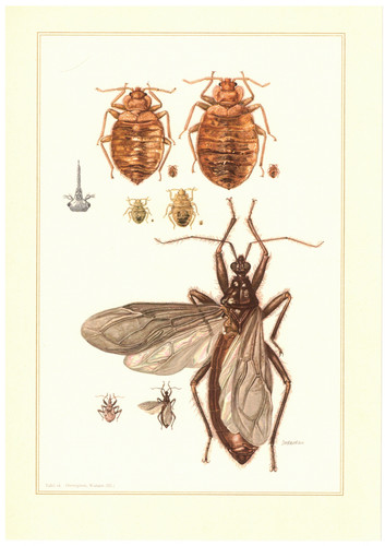 Bettwanze cimex lectularius - bettwanze,