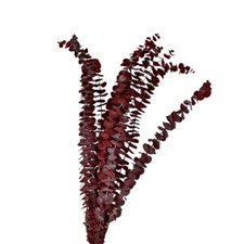 Eukalyptus getrocknet