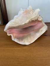 Riesengroße Alte Schneckenmuschel Weiß/ Rosa