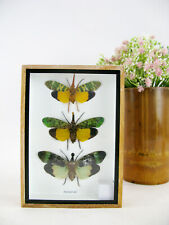 3 echte exotische Insekten -