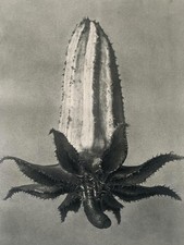 1929 Karl Blossfeldt Druck -