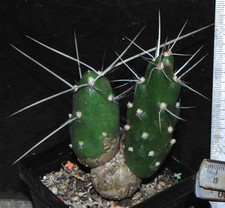 Tephrocactus bolivianus "GIGAS"