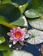 Nymphaea Seerose winterhart rosa