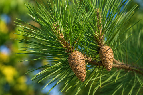Pinus sylvestris 250 - pinus,
