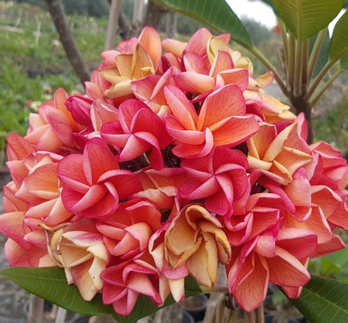 Frangipani plumeria siam - frangipani,