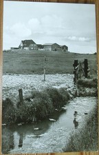 Hallig Hooge 1966 Jugendlager Volkertswarft Boyens Kühe Nordfriesland Pellworm