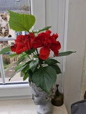 Hibiskus Gefüllt! Seltene